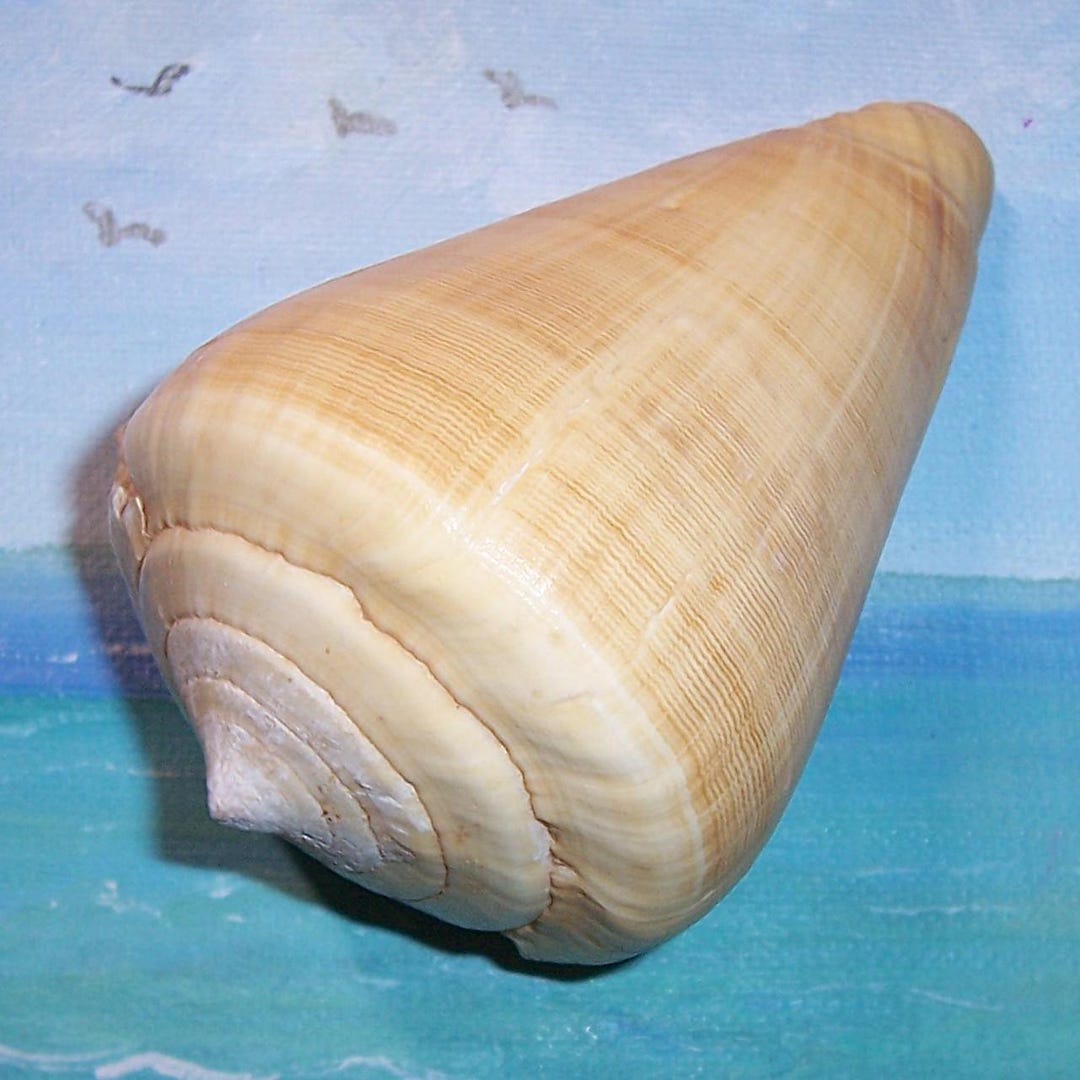 Very Large 98.9mm Conus Quercinus OAK CONE Shell, Seashell W/ Data From ...
