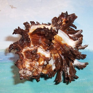83.3 mm ENDIVE Murex Hexaplex chichoreum Shell, SEASHELL w / Dunkle Färbung