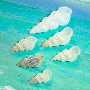 May include: Six white seashells with a spiral shape, arranged on a blue and white background. The shells are different sizes and have a smooth, glossy finish.