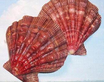 71.3mm Nodipecten fragosus Northern LIONS PAW Scallop Shell, Seashell MATCHED Set