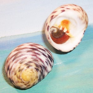 May include: Two seashells with spiral patterns. One shell is open, revealing a reddish-brown interior and a spiral. The other shell is closed, displaying a pattern of purple, brown, and cream colors. The shells are on a blue and white background.