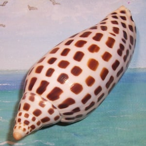 May include: A smooth, elongated sea shell featuring a white base color with a repeating pattern of dark brown, rectangular spots arranged in rows. The shell has a tapered, pointed end and a rounded body, showcasing a natural, glossy texture.