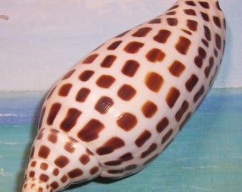 Very large 111.0mm (4.37") FLORIDA Scaphella JUNONIA Juno's VOLUTE Seashell w/ very dark coloring