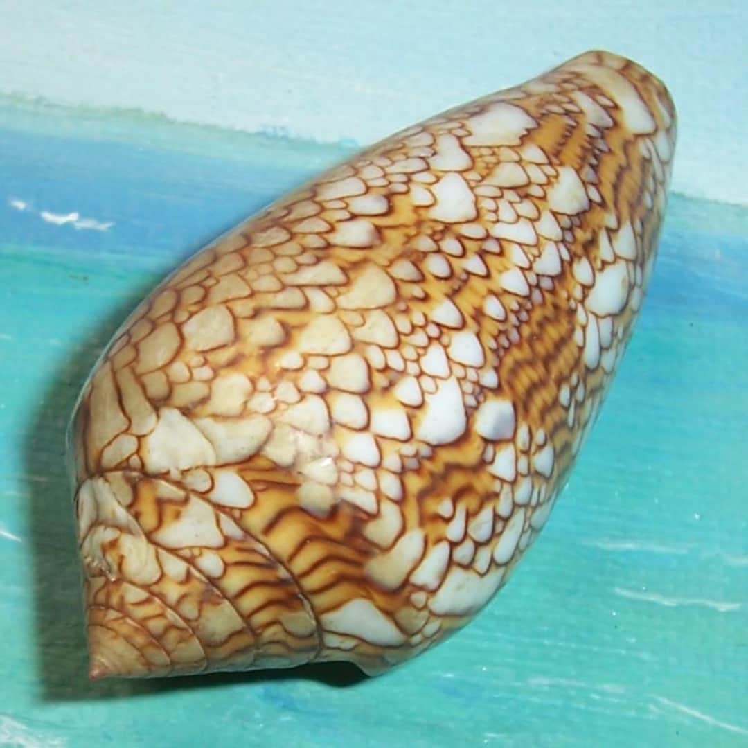 61.3mm CONUS Textile Var. Neovicarius TEXTILE CONE Shell, Seashell W ...