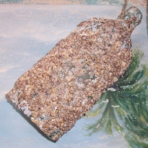 May include: A glass bottle covered in barnacles, a type of marine crustacean, with a light blue background.