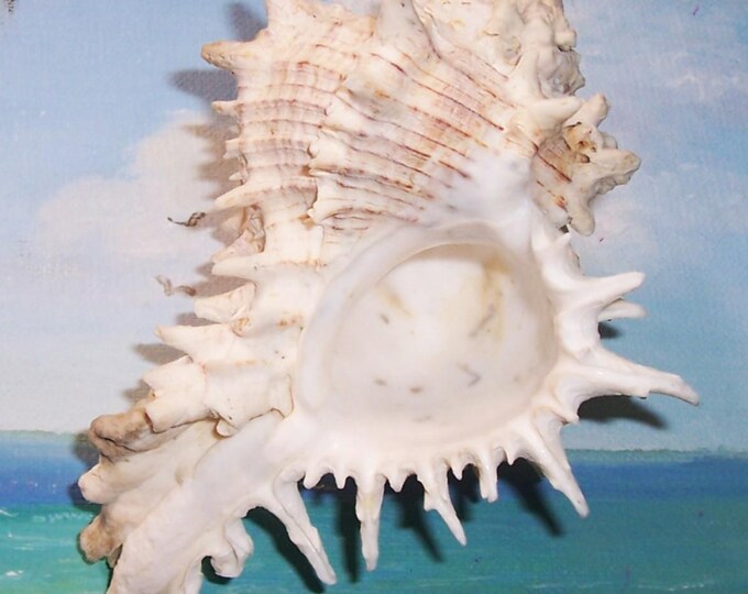 Huge 150.8mm Florida Melongena Corona Kings CROWN Conch SEASHELL JB - Etsy