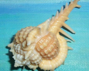 Very large 68.5mm Florida Keys Vokesimurex cabritii CABRITS MUREX Shell, Seashell w/ Dark Flesh/BLUSH Coloring #2