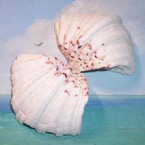85.0mm Matched Set Hippopus hippopus BEAR PAW Clam SEASHELL