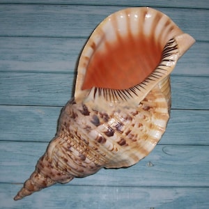 May include: A large, spiral-shaped seashell with a cream, brown, and orange color scheme. The shell has a wide opening with a smooth, glossy interior and a textured exterior. The shell is resting on a blue wooden surface.