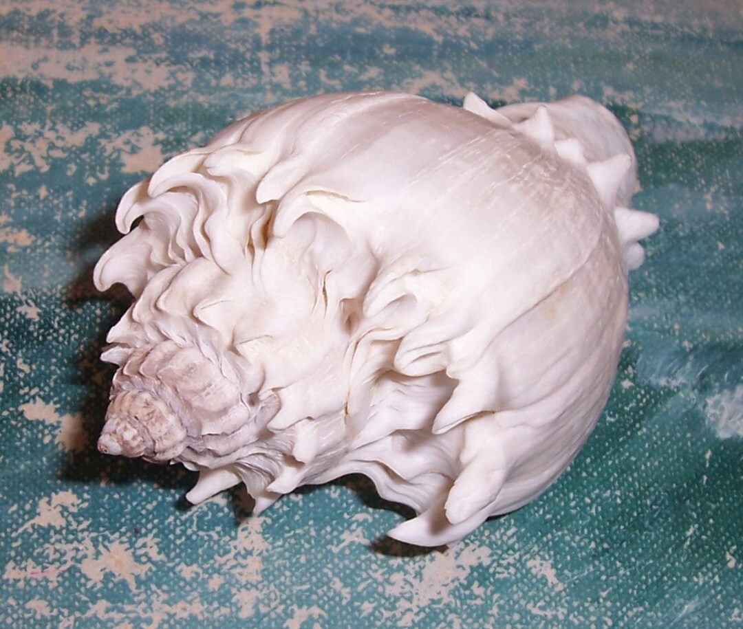 89.4mm FLORIDA Melongena Corona Kings CROWN Conch SEASHELL - Etsy