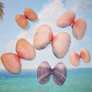 Lote de 6 Asaphis deflorata rosas y moradas recolectadas en la playa de las Bahamas, ASAPHIS GAUDY, almejas puestas de sol, conchas marinas *Juegos a juego*