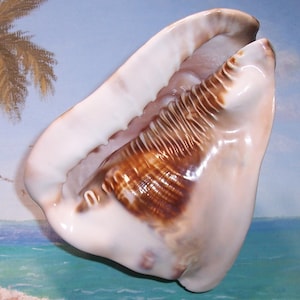 May include: A large, open seashell with a glossy, off-white exterior and a rich, brown interior. The shell's surface has a textured pattern, and the opening reveals a smooth, pinkish-white inner surface. The shell is a natural, organic form.