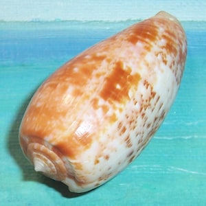Puede incluir: Una concha marina grande y alargada con una superficie lisa y brillante. La concha presenta una mezcla de tonos naranja-marrón y blanco, con patrones intrincados. La forma de la concha se estrecha hasta un punto en un extremo y tiene un diseño en espiral en el otro.