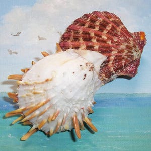 66.8mm matched Bivalve SPONDYLUS sponosus Thorny OYSTER Shell, Seashell Attached to Royal Cloak PECTEN
