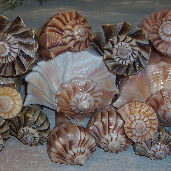 Lote de 15 pequeños, medianos y grandes FLORIDA Lightning WHELK SEASHELL w / Colores vivos