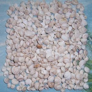 May include: A large collection of small, white seashells. The shells are all different shapes and sizes, but they are all a creamy white color.