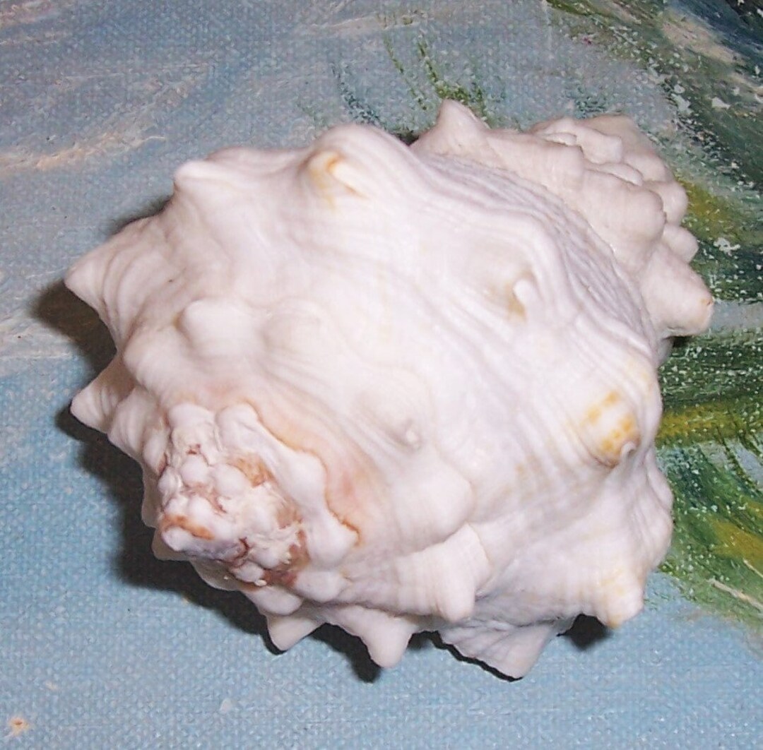 75.7mm Florida Keys Vasum Muricatum CARIBBEAN VASE Shell, Seashell JB ...