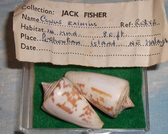 Set of two specimen grade 33.3&35.0mm Conus eximius EXCEPTIONAL  CONE Shell w/ Data JB