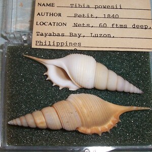 Set of two 60.8&66.7mm Rimellopsis powisii Powis's TIBIA Shell, Seashell JB image 5