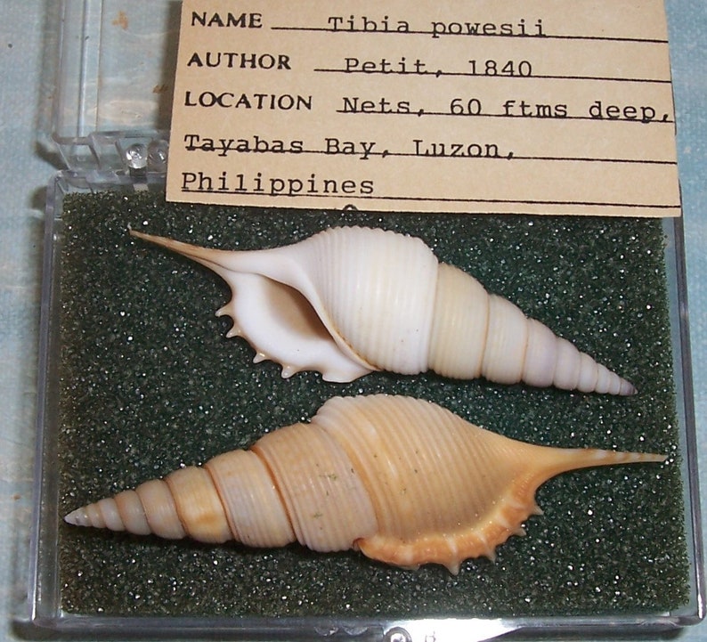Set of two 60.8&66.7mm Rimellopsis powisii Powis's TIBIA Shell, Seashell JB image 5