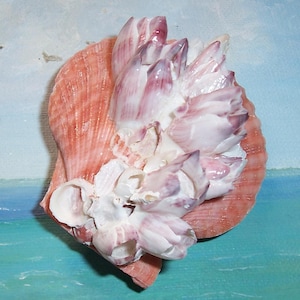 Overeenkomende ORANJE pecteen van 74,1 mm Mimachlamys asperrima PRICKLY Sea Coquille met paarse zeepokkencluster