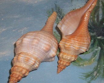 Set/2 FLORIDA Beach Found 5.92" & 5.31" Juvenile Orange, Yellow Horse Conch SEASHELL Shell Rare Size