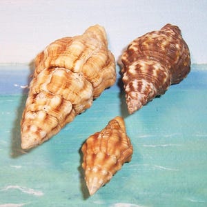 Op de afbeelding: Drie schelpen van verschillende maten en kleuren worden getoond. De grootste schelp is lichtbruin met donkerbruine strepen, de tweede is bruin en wit, en de kleinste is lichtoranje. De schelpen hebben een textuur.