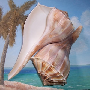 May include: Two large seashells, one with a light brown and white colour and the other with a darker brown and white colour. The shells are arranged in a way that the larger shell is on top of the smaller shell.