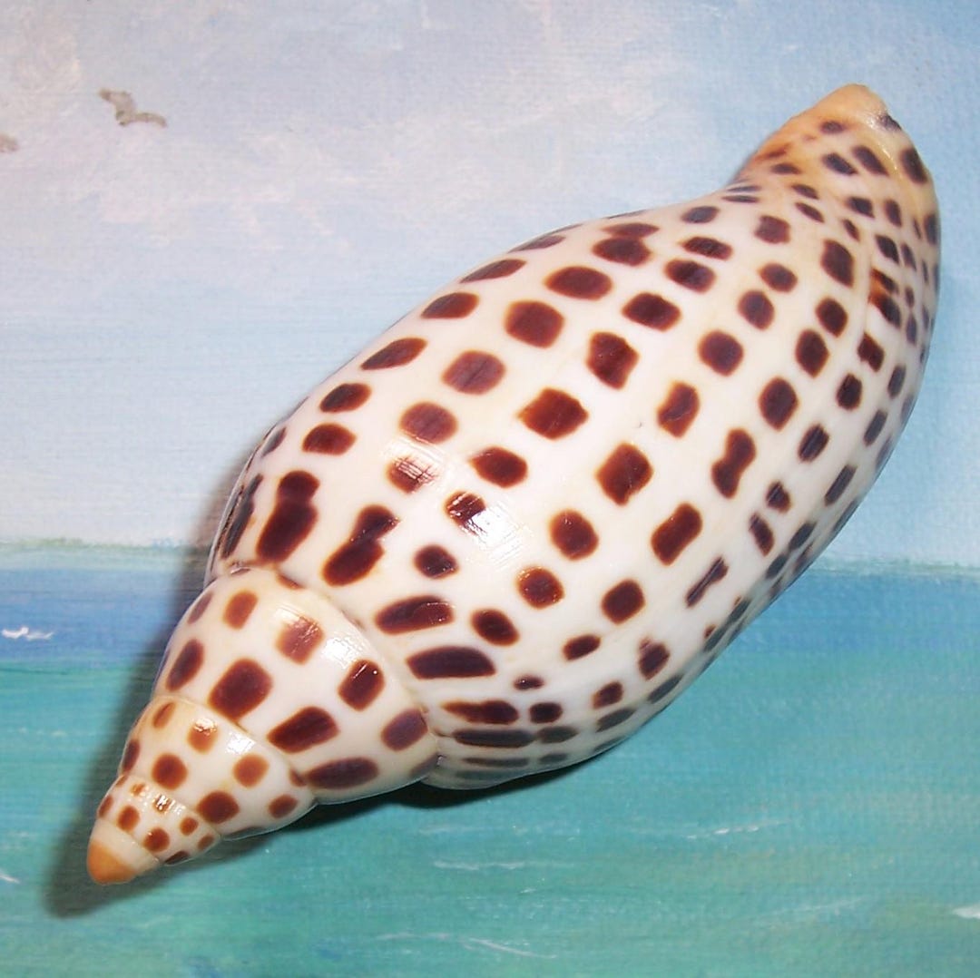 Large 109.1mm Rare FLORIDA Beach Found Scaphella JUNONIA Juno's VOLUTE ...