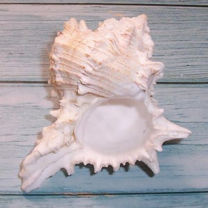116.2 mm Florida GIANT EASTERN MUREX Hexaplex fulvescens Muschel, Muschel
