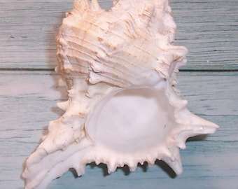 116.2mm Florida GIANT EASTERN MUREX Hexaplex fulvescens Shell, Seashell