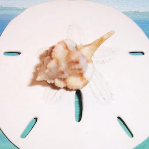 Mottled coloring 29.0mm Panama Collected Vokesimurex Rubidus ROSE MUREX Seashell w/ Data
