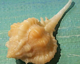 35.6mm FLORIDA 10K Islands Collected Rare Vokesimurex Rubidus ROSE MUREX Seashell #1