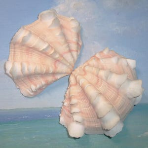 May include: Two large, open seashells with a fan-like structure. The shells are a pale pink with white ridges and accents. The background is a painted scene of a beach with blue and green hues.