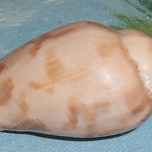 57.0mm Voluta Harpulina Lapponica BROWN Lined VOLUTE Shell, Seashell JB image 5