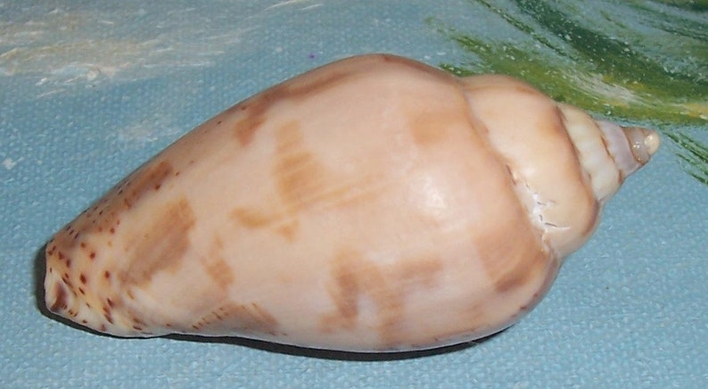 57.0mm Voluta Harpulina Lapponica BROWN Lined VOLUTE Shell, Seashell JB image 5