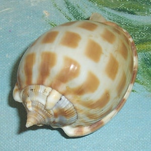 59,9 mm Espécime Phalium Aerola CHECKERED BONNET Concha, Concha JB #2