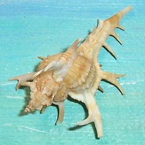 39,6 mm Chicoreus cervicornis CIERVO-STAER Concha de dos ramas MUREX, concha de Nueva Guinea