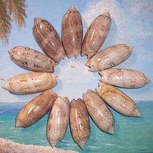 Puede incluir: Una disposición circular de once conchas de oliva alargadas y lisas. Cada concha presenta una base brillante de color crema con intrincados patrones y marcas de color marrón moteado. Las conchas están colocadas con las puntas hacia afuera.