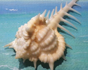 Large 63.6mm FLORIDA Vokesimurex cabritii CABRITS MUREX Shell, Seashell