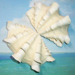 Può includere: Due conchiglie bianche sporche con superfici strutturate e creste intricate. Le conchiglie sono disposte su uno sfondo di cielo blu e oceano, creando un tema costiero. Le conchiglie hanno un aspetto naturale e organico.