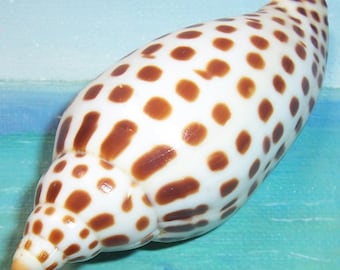 91.9mm Scaphella JUNONIA Juno's VOLUTE Shell, Seashell