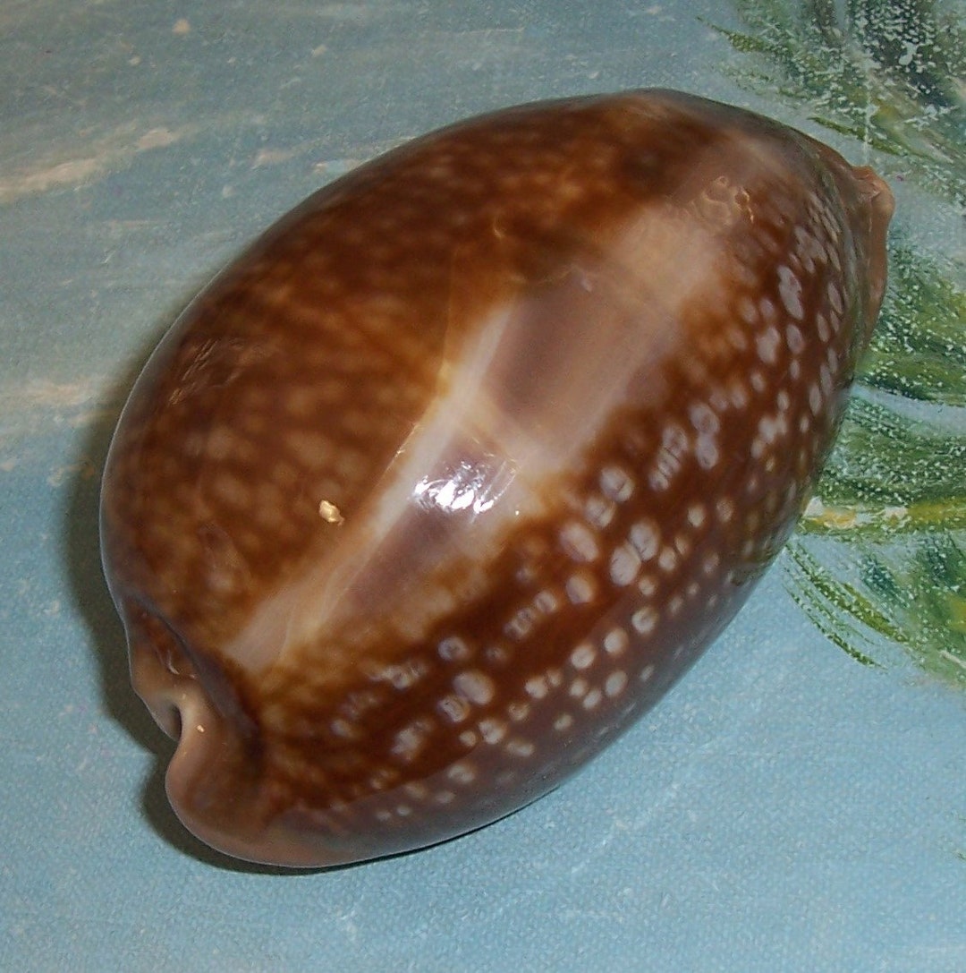 113.1mm FLORIDA Keys Collected Cypraea Cervus Atlantic DEER COWRY Shell ...