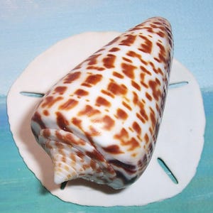 May include: A cone-shaped seashell with a smooth, glossy surface featuring a pattern of dark brown, rectangular markings on a white background, resting on top of a flat, white, circular sand dollar with five distinct petal-like slits.