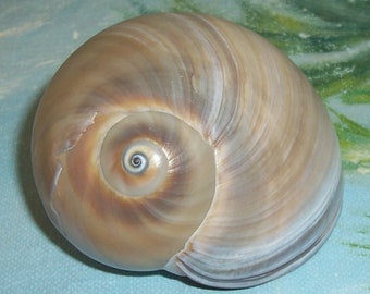 61.3mm Florida Gulf BEACH Collected Neverita delessertiana Moon SNAIL, Shark Eye SEASHELL Specimen Shell with Operculum