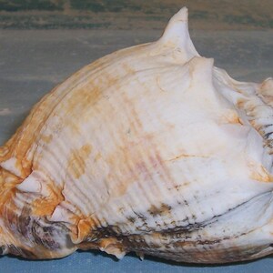 Huge 150.8mm Florida Melongena Corona Kings CROWN Conch SEASHELL JB - Etsy