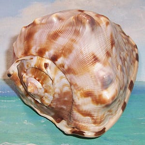 Pode incluir: Uma concha grande, com um padrão intrincado e forma espiral. A concha apresenta uma mistura de tons castanhos, bege e brancos, com cristas proeminentes e uma superfície lisa e brilhante. A abertura revela um interior detalhado e rodopiante.