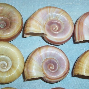 One Dozen Florida Collected Marisa cornuarietis Columbian RAMSHORN Apple Snail SHELLS 1 JB image 3