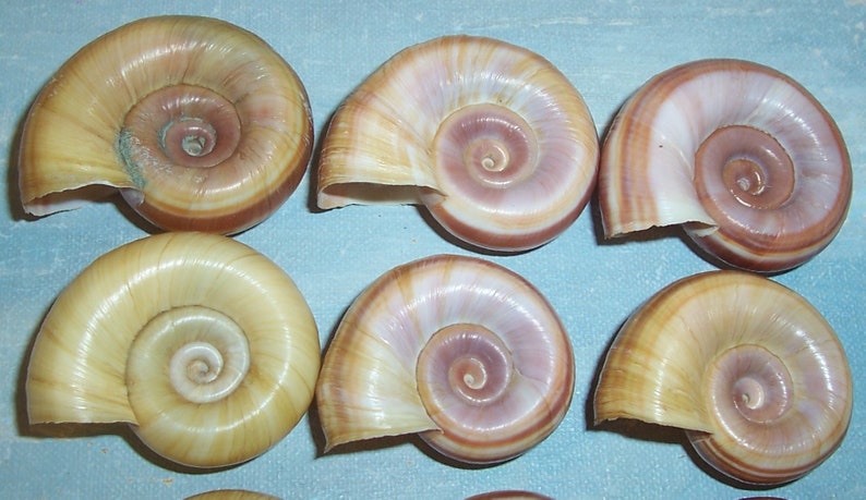 One Dozen Florida Collected Marisa cornuarietis Columbian RAMSHORN Apple Snail SHELLS 1 JB image 3