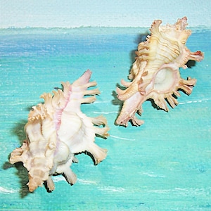 Set of two 43.9&38.2mm Chicoreus nobilis NOBLE MUREX Seashell, Shell #2